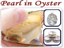 pearl in oysters pearl in oysters
