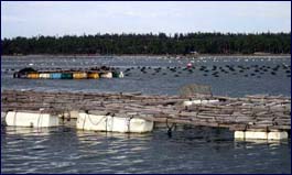 freshwater pearl farms