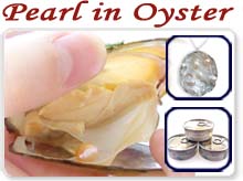 pearl in oysters