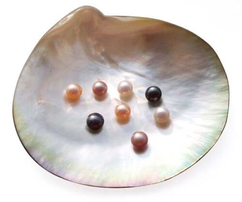 White, Pink, Mauve and Black 5-6mm AAA Quality Button Pearl, Half Drilled
