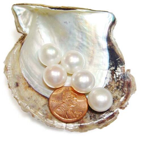 White 12-13mm AAA Quality Button Pearl, Half Drilled