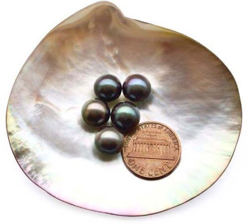 Black 9-9.5mm Loose AAA Round Pearl, Undrilled or Half Drilled