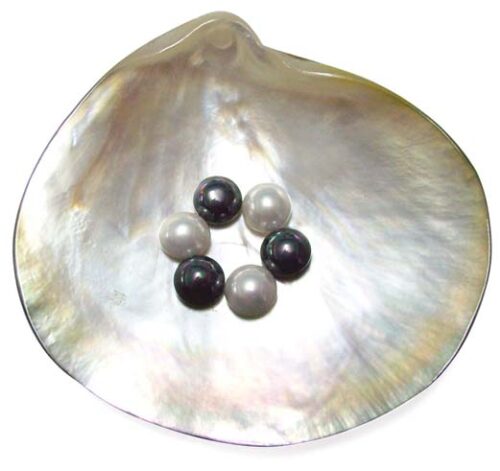 White and Black 8mm Mabe Shaped SSS Pearls , Half-drilled