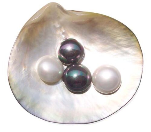 White, Peacock Green and Peacock Black 16mm Mabe Shaped Southsea Shell Pearls, Half-drilled
