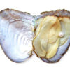 White 5-6mm Preserved Pearl Oyster with Very Round Pearl