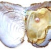 Mauve 5-6mm Preserved Pearl Oyster with Very Round Pearl