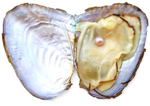 Mauve 5-6mm Preserved Pearl Oyster with Very Round Pearl