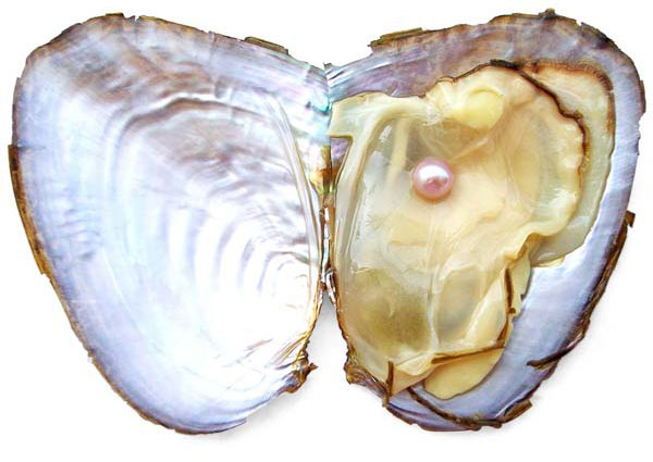 pearls inside oysters