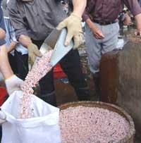 Pearls harvested and sorted