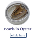 pearls in oysters