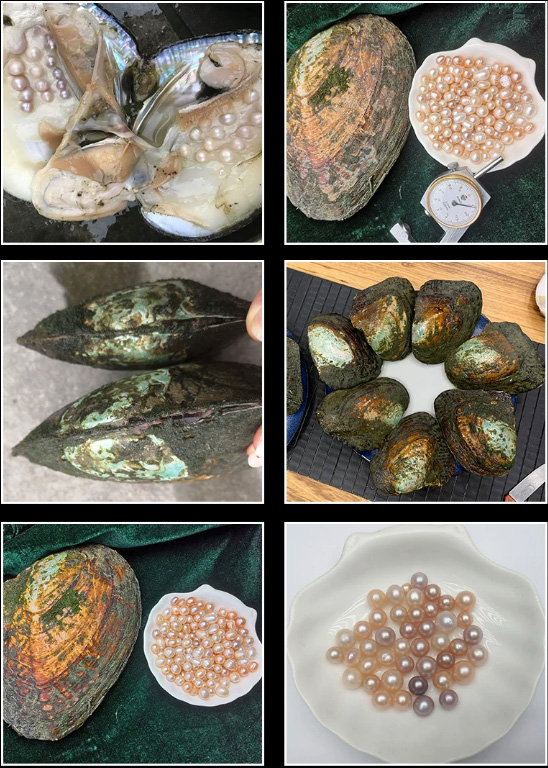 A Preserved Oyster with A Genuine Round Pearl Inside