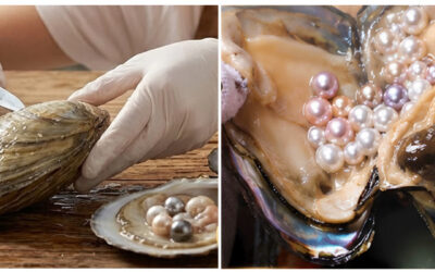 Just For Party – A Preserved Oyster with A Genuine Round Pearl Inside