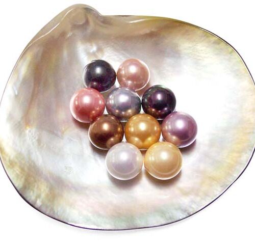White, Pale Pink, Mauve, Peacock Black, Gold, Champagne, Grey, Chocolate, Peacock Green and Tahitian Grey 10mm Round AAAA Southsea Shell Pearls, Half Drilled
