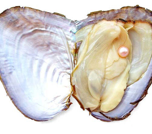 Pink 5-6mm Preserved Pearl Oyster with Very Round Pearl