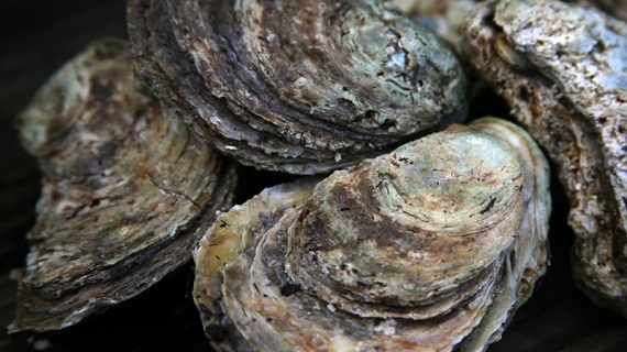 Pearl Oysters