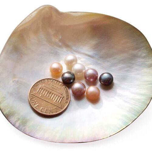 White, Pink, Mauve and Black 6-7mm AAA Quality Button Pearl, Half Drilled
