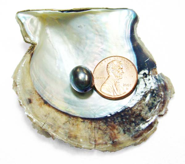 Greenish Black 9.5-11mm Loose AA+ Drop Pearl, Undrilled or Half-Drilled