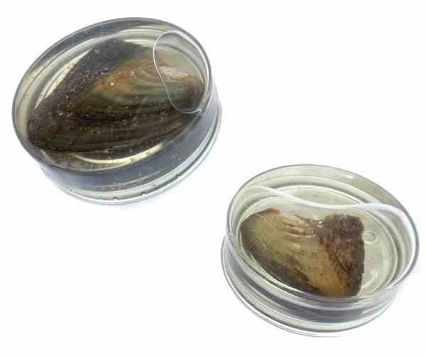 Pearl in a Can - A pearl Oyster with A Round Pearl Inside