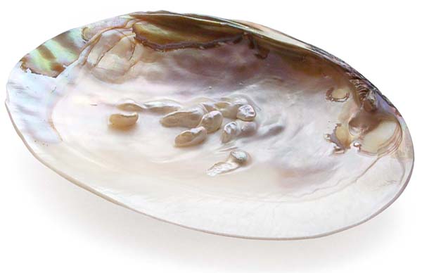 Round Half Shell Inlaid with Real Pearls