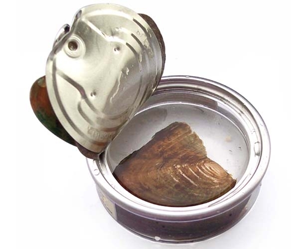 Make a Wish - Pearl Necklace and Earrings Gift Set with Silver Necklace, Silver Pearl Cage, and Pearl Studs Earrings