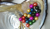 Colored Live Oysters Colored Live Pearls in Oysters