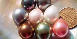 13x16mm Shell Pearls